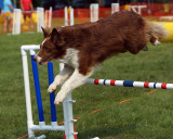 The Agility Connection 04940 copy.jpg