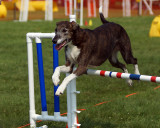 The Agility Connection 04948 copy.jpg