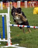 The Agility Connection 04952 copy.jpg