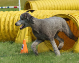 The Agility Connection 04957 copy.jpg