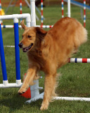 The Agility Connection 04969 copy.jpg