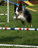 The Agility Connection 04976 copy.jpg