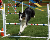 The Agility Connection 04978 copy.jpg