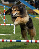 The Agility Connection 04985 copy.jpg