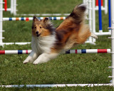 The Agility Connection 05055 copy.jpg