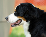 The Agility Connection 05064 copy.jpg
