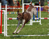 The Agility Connection 05070 copy.jpg