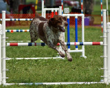 The Agility Connection 05073 copy.jpg