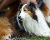 The Agility Connection 05078 copy.jpg
