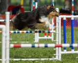 The Agility Connection 05086 copy.jpg