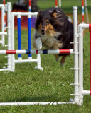 The Agility Connection 05090 copy.jpg
