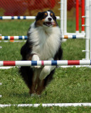 The Agility Connection 05109 copy.jpg