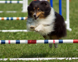 The Agility Connection 05130 copy.jpg