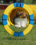 The Agility Connection 05142 copy.jpg