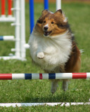 The Agility Connection 05147 copy.jpg