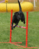 The Agility Connection 05203 copy.jpg