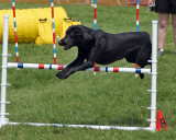 The Agility Connection 05211 copy.jpg