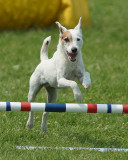 The Agility Connection 05279 copy.jpg
