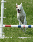 The Agility Connection 05284 copy.jpg