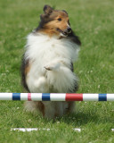 The Agility Connection 05301 copy.jpg