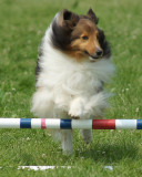 The Agility Connection 05302 copy.jpg