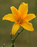 Day Lily 07745 copy.jpg