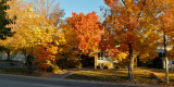 Leaf Peeping 6424 copy.jpg