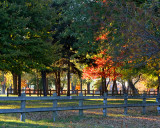 Leaf Peeping 6450 copy.jpg