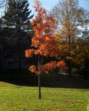 Leaf Peeping 6709 copy.jpg