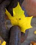Leaf Peeping 2015