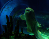 Ripleys 9557 copy.jpg