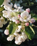 Apple Blossoms 1443 copy.jpg