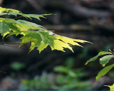 Leaf Peeping 08299 copy.jpg