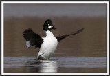 GARROT  OEIL DOR male  /  COMMON GOLDENEYE male    _MG_4242 aa
