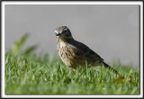 PIPIT DAMRIQUE  /   AMERICAN PIPIT_MG_7822 aa