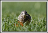 PIPIT DAMRIQUE  /   AMERICAN PIPIT_MG_7848 aa