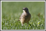 PIPIT DAMRIQUE  /   AMERICAN PIPIT_MG_7880 aa 