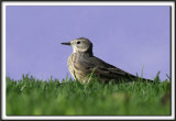 PIPIT DAMRIQUE  /   AMERICAN PIPIT   _MG_7675 aa