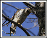  PERVIER DE COOPER, female   /   COOPERS HAWK, femelle   _MG_6908 ssaa