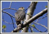  PERVIER DE COOPER, mle   /   COOPERS HAWK, male    _MG_6693 aa