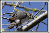  PERVIER DE COOPER, mle   /   COOPERS HAWK, male    _MG_6752 aa