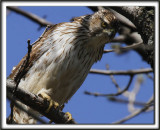  PERVIER DE COOPER, female   /   COOPERS HAWK, femelle   _MG_6909 aa