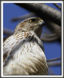  PERVIER DE COOPER, female   /   COOPERS HAWK, femelle    _MG_6933 b