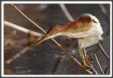 PETIT BLONGIOS  /  LEAST BITTERN      _MG_6401 a + 1.4X = 420mm