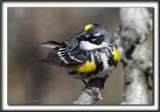 PARULINE  CROUPION JAUNE, mle    /   YELLOW-RUMPED WARBLER, male    _MG_7716 a