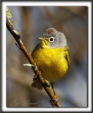 PARULINE  JOUE GRISE   /    NASHVILLE WARBLER      _MG_7760 a 
