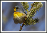 PARULINE  COLLIER , mle au printemps    /    NORTHERN PARULA, male in spring time    _MG_7937 a
