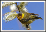 PARULINE TIGRE, mle    /    CAPE MAY WARBLER, male     _MG_8215 a