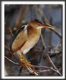 PETIT BLONGIOS  /  LEAST BITTERN     _MG_6375 a