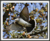 TYRAN TRITRI  /  EASTERN KINGBIRD       _MG_8744